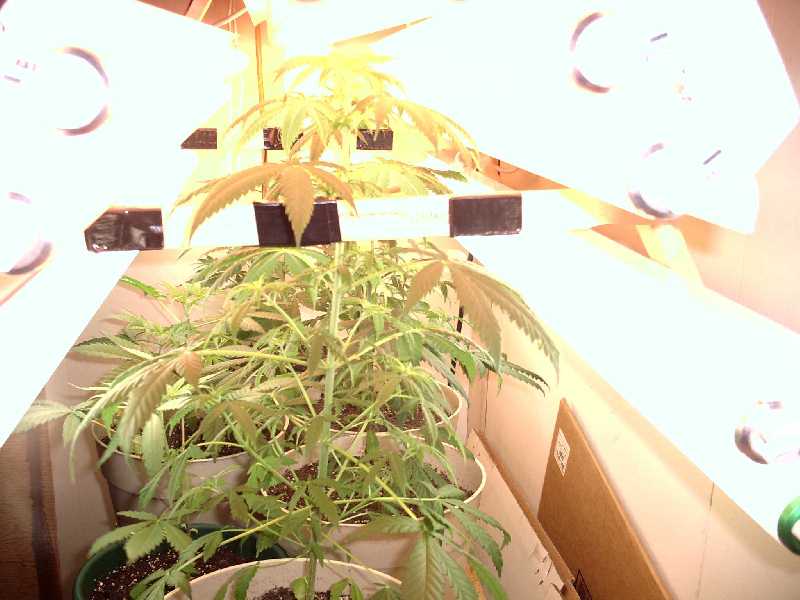 400w. of blazzing sun! :)

A good design for veging with flo's.  6 weeks,