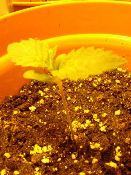 You can see that 5days after planting they do grow fast. The leaves are bigger and look better shaped. Looking healthy