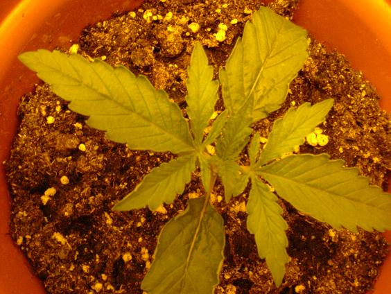 This plant is showing 2 5 blade leafs. Im pretty impressed because it is really looking like a cannabis plant now. Seeing this baby suddenly made all the work worthwhile.