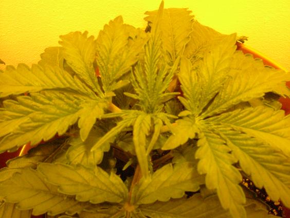 These are the new leaves forming, they look abit weak but hopefully they'll get a lot bigger.