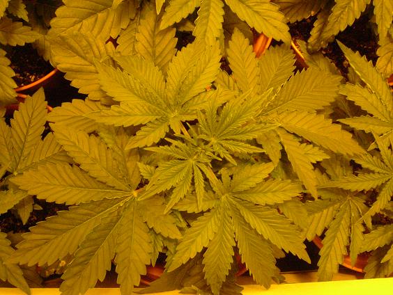 As you can see, the 9 bladed leaves are now coming through young. They look pretty helathy green and on 2.5 weeks old, for a first timer i reckon im doing ok.