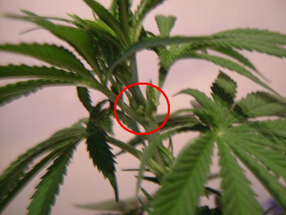 This has just been the biggest ever hurt since growing them. Ive seen them with bugs that i got rid of, i trimmed them down in preparation for flowering, i sang them asleep and it all felt shit when i saw the biggest beast being a bloke. On the plus side, i have 4 positive female, 2 i think that will be, 2 im not sure about and 1 male. Not too bad.