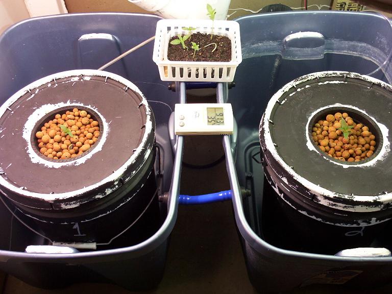 Both are to be vegged for two weeks from yesterday, that is if they take well to my nutrient mixture.
Each in 5gal bucket, each bucket is in a 25gal (i think) tub incase of overflow/leakage. Tubs will be added to the reservoir buckets soon.