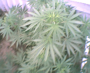the top of my plant