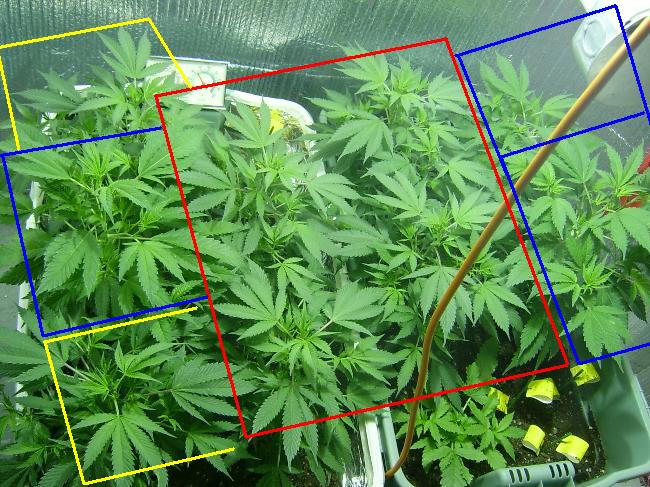 This is what each plant is. The ones outlined with red are the Chocolate Chunk, the ones in blue are the shishkaberry, and the ones in yellow are jack herer. They are all grown with single cola patterns. Just imagine this place, soon it will be filled with HUGE colas. 