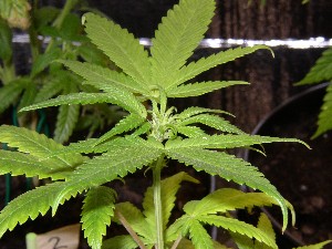 Close up of a plants buds.