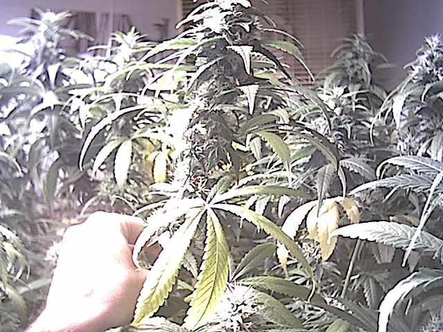 a nice,tight big bud. almost ready the lower fans are starting to lose colour,while the rest are nice and healthy. I will be flushing in another week.