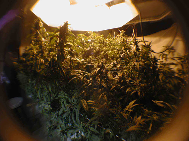 middle of week 6. sort of turned into a bush. fish eye