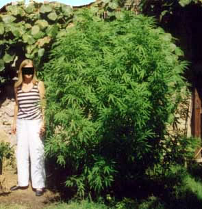 this our familys pride. it holds 400 gr of bud. Thats my auntie in the pic