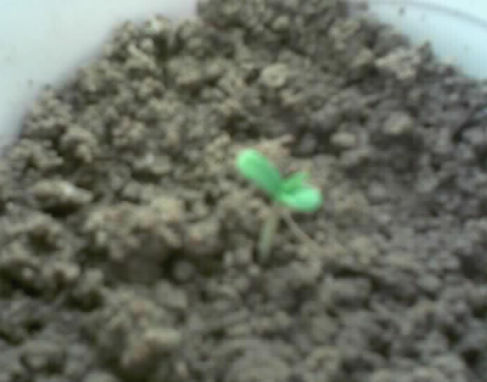 day 1: sprouted from dirt