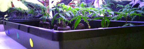 these are clones from the larger clones that are 2nd gen. my clone success is 100%. the dots help me seperate the strains.