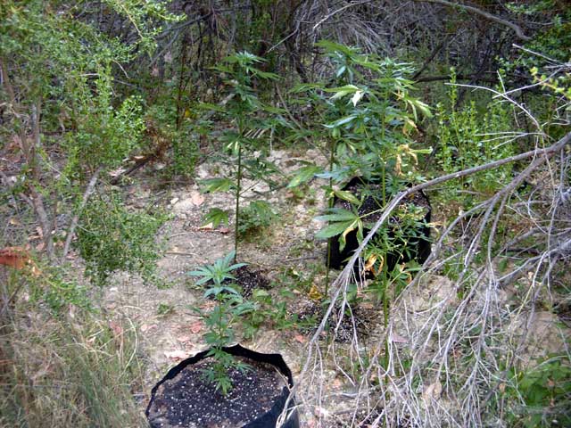 I have the clones in grow bags spread all over