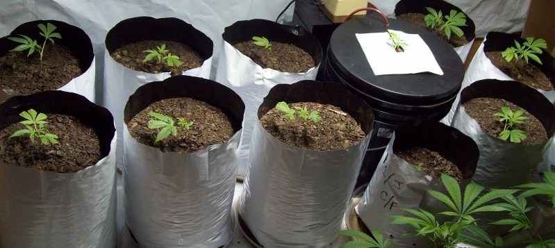 This is the last pic of my clones. They all have obvious new growth, so they're off to the flower room for good. They will be under my 1000 watt w/M.H bulb for sum serious veggin'.