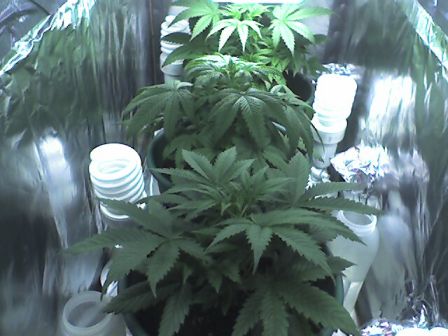 Here they are at 4 weeks.  I think this was the day I over ferted...  You can see the leaves starting to curl a bit.  I flushed them shortly after this picture, but one of them took on some serious stress, and I can see the affects even more so now...