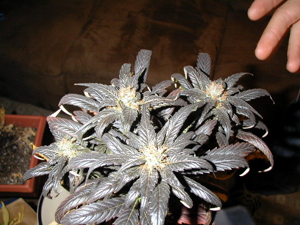 Picture of 1 of my plants before it got chopped