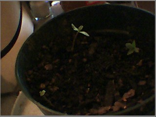 this is one of the plants i didnt germinate first  just dug a hole and threwm them in it