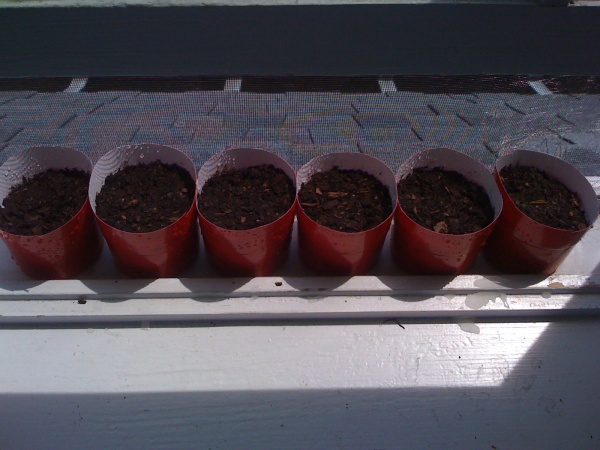 6 seeds in soil, soakin' in some sun.