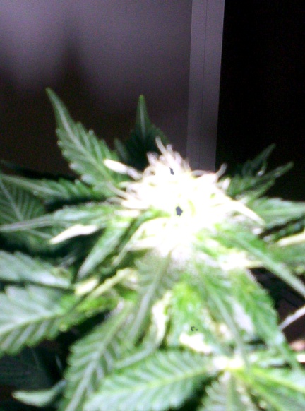 Ok, well, this is my girl this week, the 8th week, all the hairs are starting to turn..they're about 80% turned, so...I think I'll chop her on my day off...sunday.  Wouldnt wanna lose anything by waiting too long.. I'll post my harvest pictures :o)  Not doing too bad for a girl huh? :o)  And its my first time!