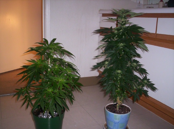My indica is flowering but I took a pict with it next to my sativa just to compare the sizes