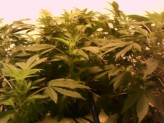 Week 3 on these girls and you can see the new growth on them these are going to be stait bud