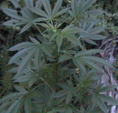 is one is named sativa. 