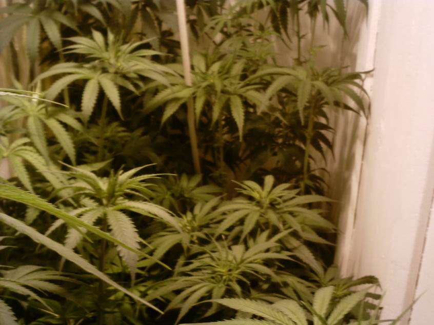 i will stop cuting leaves now they are gona bud - gota smoke to that :)- SSss