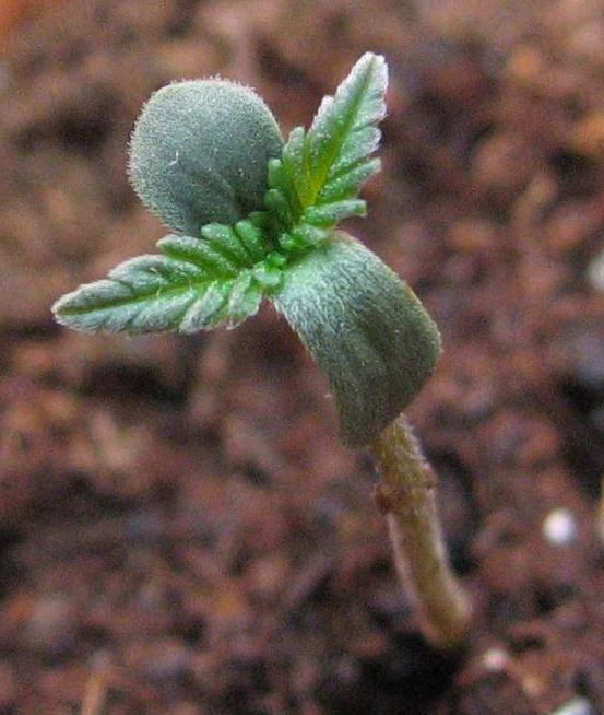 Close-up shot of the first new pair of leaves on this young seedling.