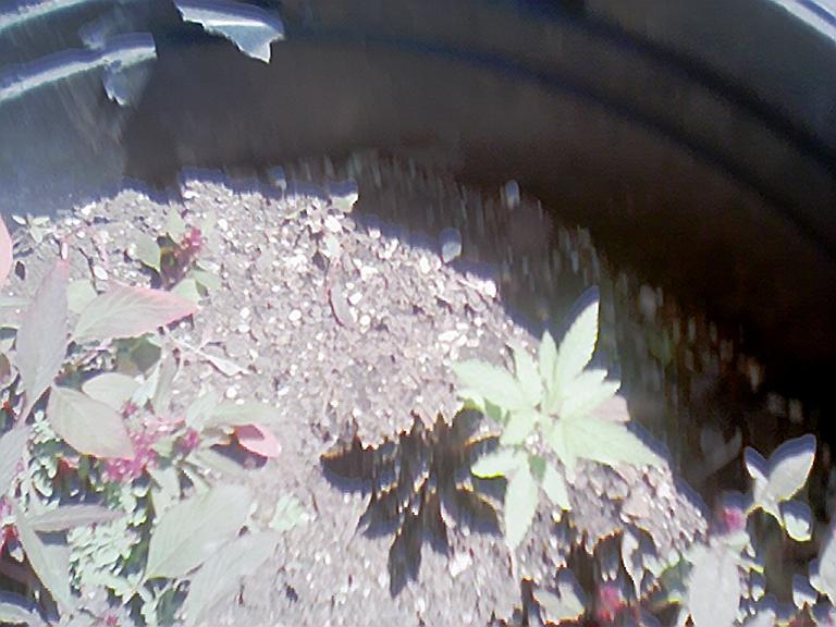 my plant again nice outdoor