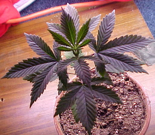 this one grew a lot to this is the plant im really looking foward to smoking...