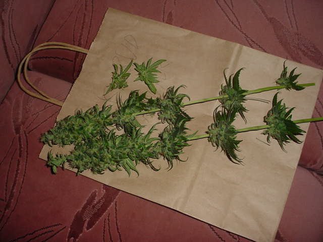 Cut at 57 days flowering