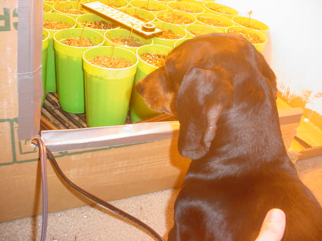 My mentor, Dr. Greenthumb, inspects my garden.