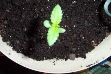 a top view of a sprout, about 2 weeks old maybe, not sure, bad memory.....
