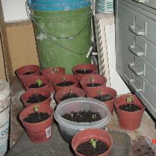 Just a shot of the first batch of seedlings...there are 12 in little pots and 5 in the tupperware container.
