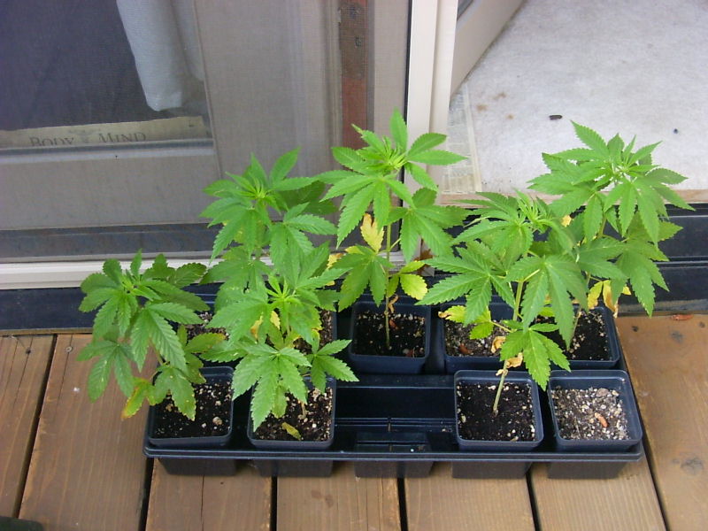 some problems, check out the lower leaves