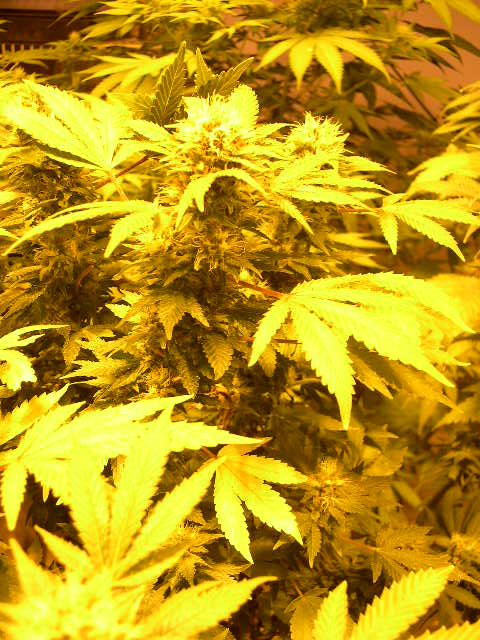 White Rhino x Crippler flowering 2 weeks