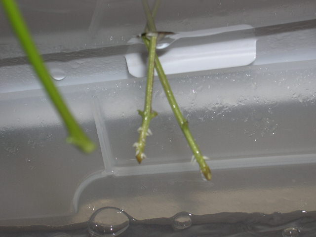 These have been in the aero-cloner for 13 days now. I did not apply any rooting hormones or solutions, just pure H2O.
