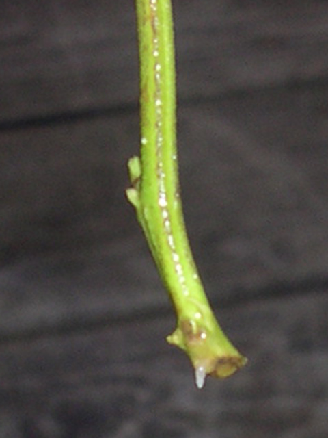 These popped out while in the aero-cloner, and I decided to put them into Earth Plugs to see how they adapt. I usually allow more root development before putting them into soil. That process usually gets me a 75% success ratio, and I'm testing this method to try to raise that success ratio.