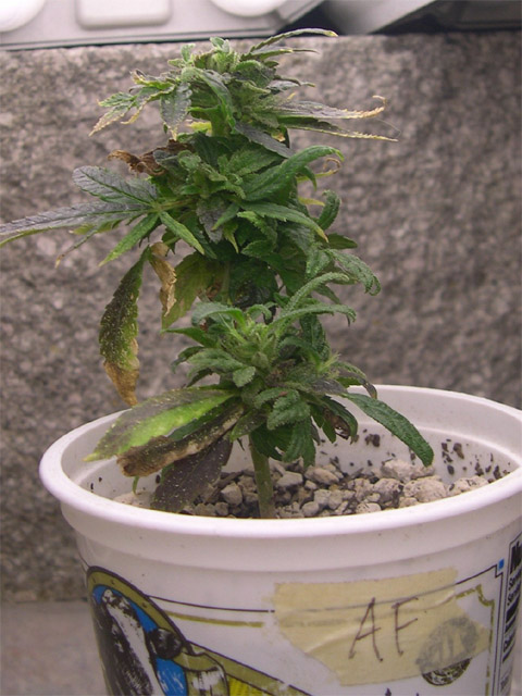 This is an example of a small clone that was flowered and is now being put back into 24-hour light.