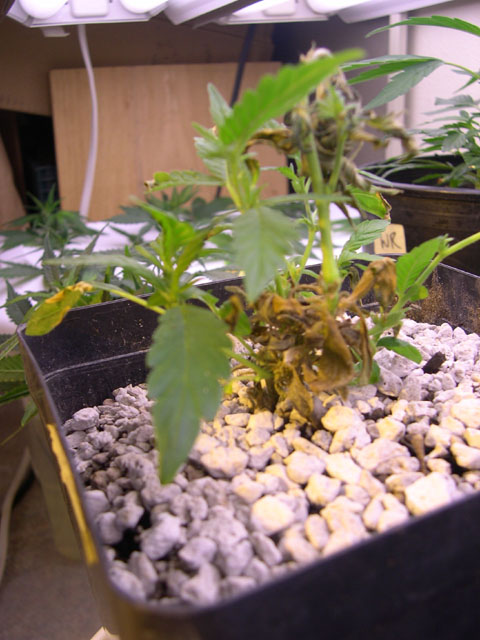 The old growth is now almost completely dried up and falling off the plant. I will trim these lower dead leaves after the plant decides what nodes it is going to use.