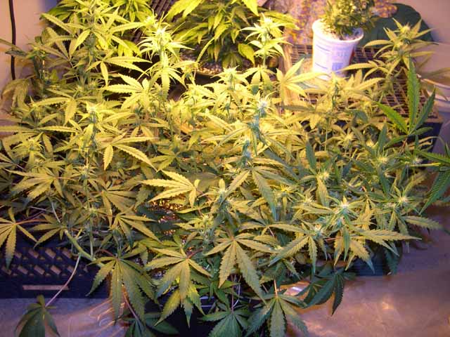 The stretch is just about over, and now the bud spots are emerging all over this LST'ed female.