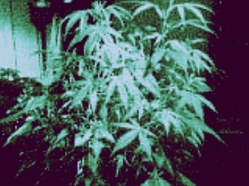 7 days flower