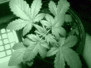 other plant 15 days old