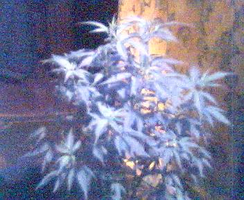 #3 of 4 mostly sativas at 22 days reveg