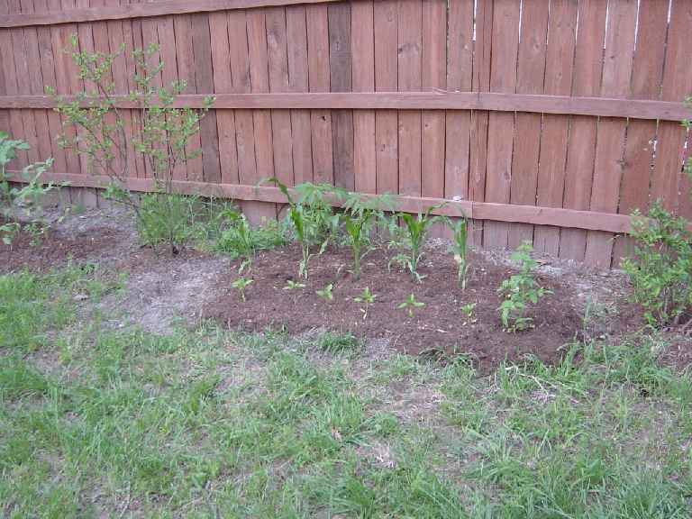 still behind the corn, just started wiring back towards the fence.