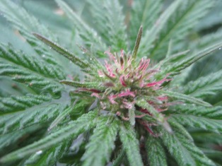 Plant 4 bud close up