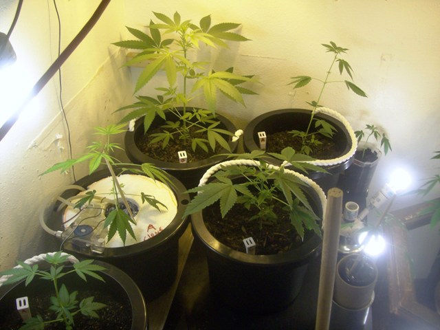 all these are clones of the big one.think Im doning good for a first timer.
