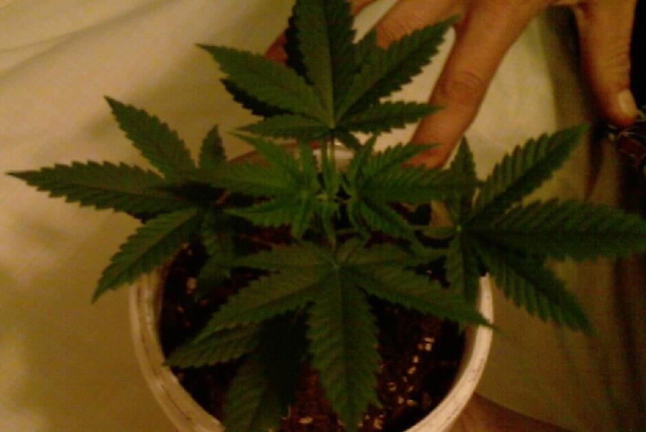 Here is the plant at two weeks of vegging. No nutrients, cheap store bought soil. He has only topped it once.