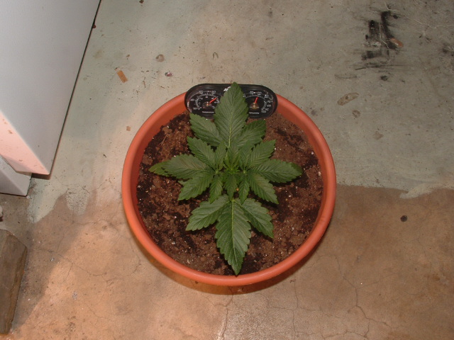 I can't belive how big this plant is for 2 weeks old. shes gonna be a monster