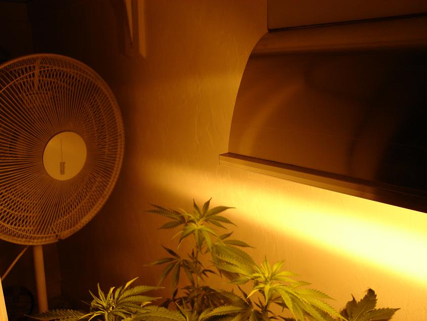 large fan blasts the fresh cold air at the grow