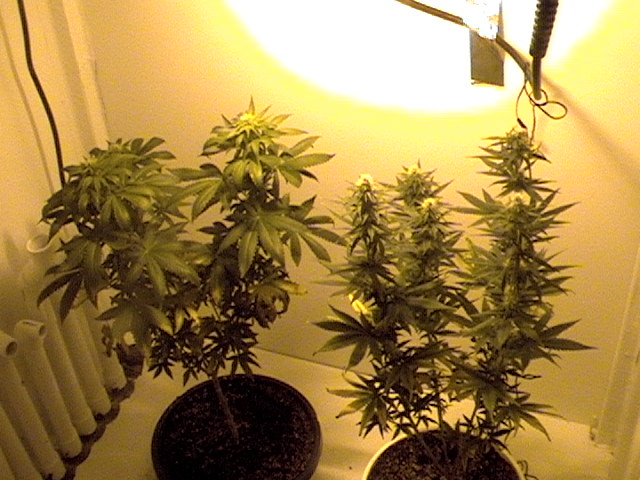 look at the diff between these c99 same batch of seeds but two very different girls